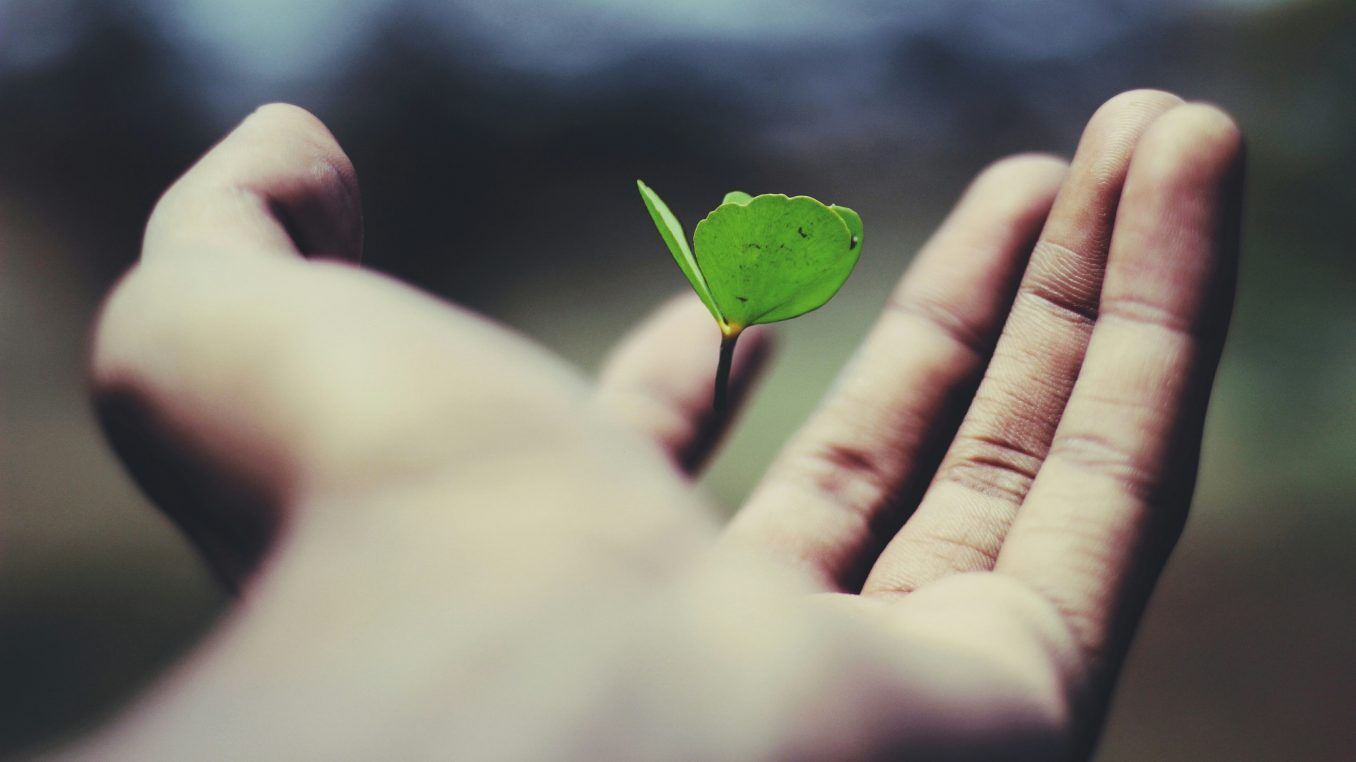 A tiny green seedling with two leaves rests on an outstretched human palm, fingers slightly cupped, against a blurred outdoor background with soft, natural lighting.